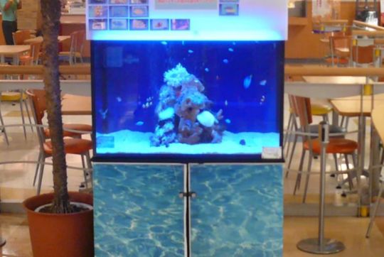 移動式のデザイナーズ水槽